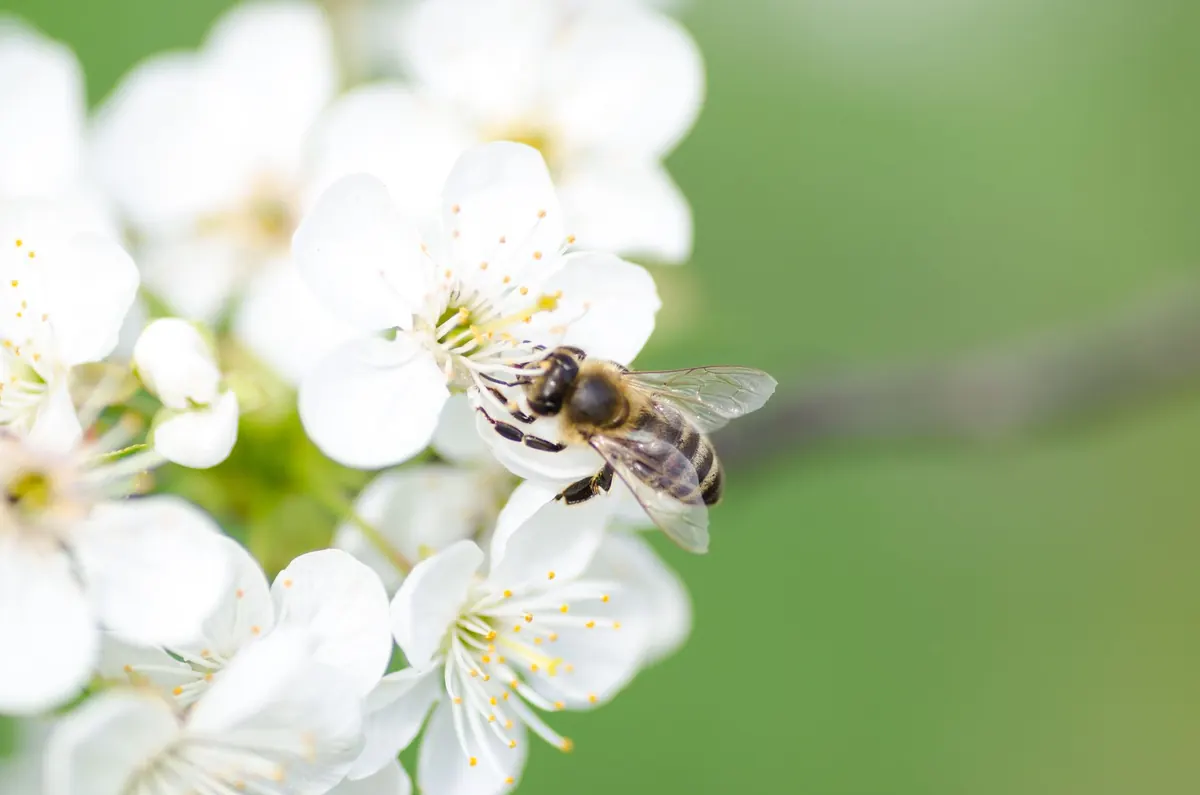 Seasonal Allergy Guide for Suffolk Quarter: Month-by-Month Pollen Tips